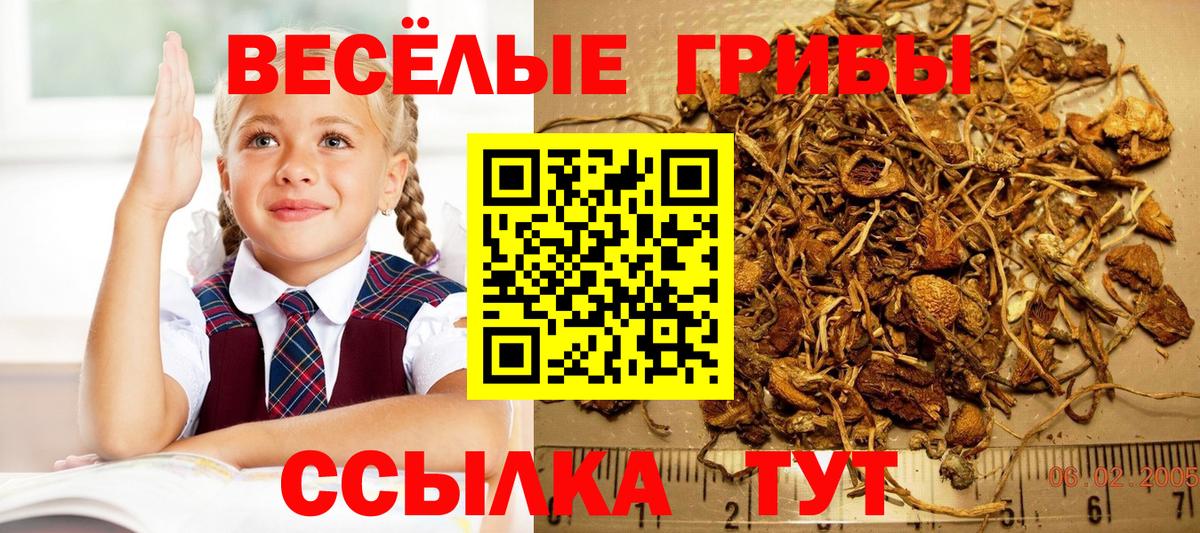 Псилоцибиновые грибы прущие грибы  Вход с VPN  Волхов  Галлюциногенные грибы прущие грибы 